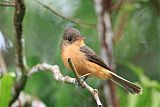 Lesser Antillean Pewee